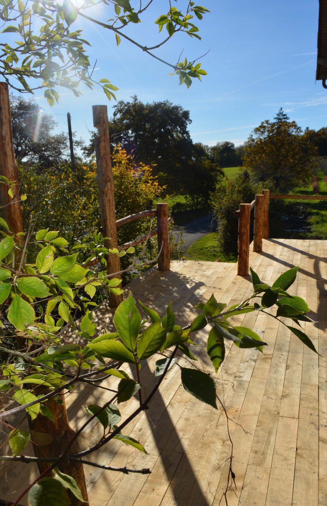 terrasse avec branche arbre